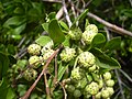 Plody strbouleně Conocarpus erectus