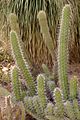 Stenocereus gummosus в Huntington Desert Garden.