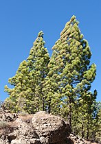 Ayacata, San Bartolomé de Tirajana, Gran Canaria