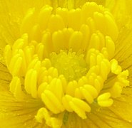 Centro da flor de Ranunculus repens mostrando múltiplos carpelos livres rodeados por estames alongados.