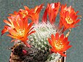 Rebutia minuscula var. minuscula (syn. R. senilis) – form with orange red flowers