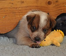 Australian Cattle Dog puppy