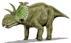 Albertaceratops