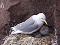 Burung camar tiga-jari dengan anak-anaknya, Iceland.