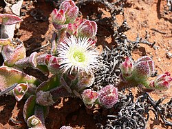 Mesembryanthemum crystallinum