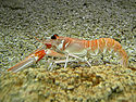 Laugoustine commune (Nephrops norvegicus, is:Leturhumar)