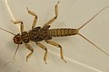 Larve einer Steinfliege (Plecoptera)