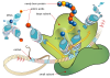 Ribosome (green) translating mRNA into a polypeptide