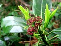 Flowers on female