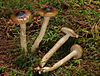 Hygrophorus olivaceoalbus