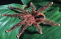 Avicularia lynnae hím