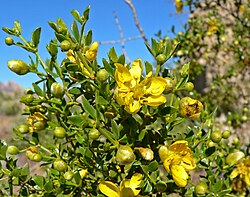 Larrea tridentata.