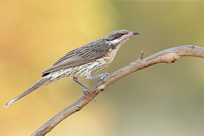 Spiny-cheeked honeyeater