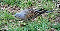 Vadgerle (Streptopelia turtur)