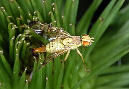 Terellia tussilaginis, un Tephritidae.