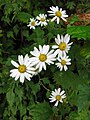 Chrysanthemum japonicum