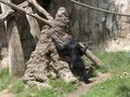 Um Bonobo utilizando uma vara para 'pescar' cupins no Zoológico de San Diego.