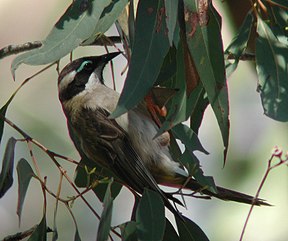 Schwarzkinn-Honigschmecker (Melithreptus gularis)