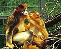 Golden snub-nosed monkey