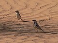 A pair of the subspecies P. s. saharae near Benichab, Mauritania