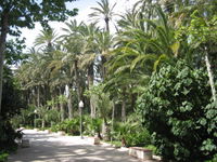 Palmenhain von Elche