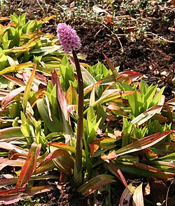 Suohelonia (Helonias bullata)