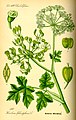 Uobičajeni svinjski korov (Heracleum sphondylium)