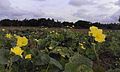 Fleurs de luffa acutangula.