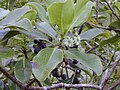 Ilex anomala