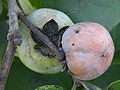 Diospyros virginiana v Tampi, Florida