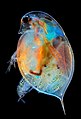 Daphnia es un género de crustáceos planctónicos del orden Cladocera. Los miembros de este género son prácticamente translucidos y tienen reproducción partenogénica, con un ciclo de vida corto sensible a las variaciones térmicas, lo que les convierte en idóneos como especies indicadoras de los efectos de toxinas y aumentos de la temperatura en el ecosistema. En la imagen se puede observar a una dafnia durante el nacimiento de una de sus hijas (en el cuadrante inferior izquierdo). Por George Chernilevsky.