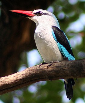 Halcyon senegalensis em Botsuana