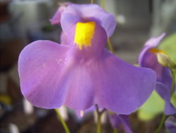 Utricularia longifolia