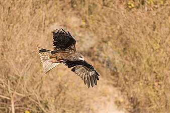 Black kite flying over Bagmati River, Jal Binayak, Kathmandu