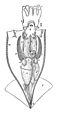 Illex illecebrosus anatomy