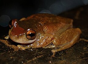 Common Mistfrog (Litoria rheocola)