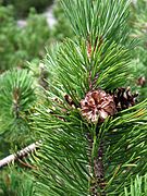 Pin à crochets, Pinus mugo (la réserve du Néouvielle possédant la plus haute forêt de pins à crochets d'Europe[4])