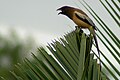 Rufous treepie