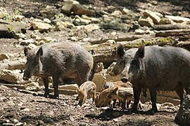 Wildschweine mit Frischlingen