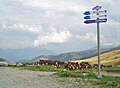 Troupeau au col de la Madeleine