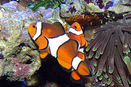 Narancs bohóchal (Amphiprion percula)