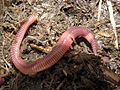 Le ver rouge est une espèce épigée corticole (son habitat naturel étant sous les écorces) mais aussi thermophile dans la mesure où elle s'installe dans les tas de fumier.