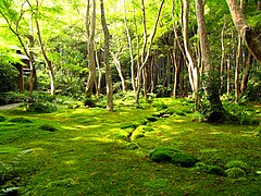 西芳寺 （苔寺）