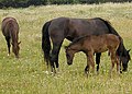 Paarden eten ook gras