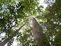 The high tree canopy in the reserve