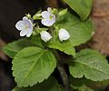 Veronica japonensis