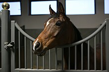 Tête d'un cheval marron et noir sortant de son box.