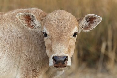 Veau fixant l'observateur Don Det, Laos. Mars 2021