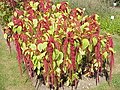 Amaranthus caudatus