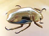 Chrysina limbata